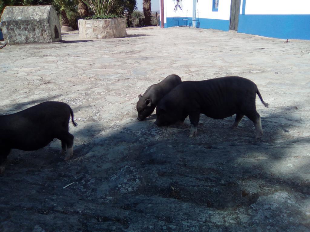 Monte Das Galhanas Monte do Pigeiro المظهر الخارجي الصورة